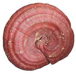 前Rockstar North老大新作要把《头号玩家》变成现实